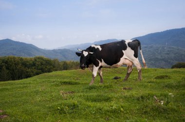 Carpathians dağlık alanda bir çayır üzerinde sığır