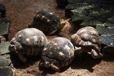 Astrochelys radiata (yayılan Tortoise). La Vanille Doğa Parkı. Mauritius.