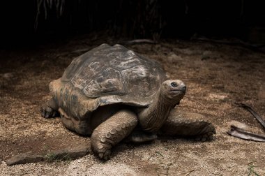 Dev Seyşeller kaplumbağam. La Vanille Doğa Parkı. Mauritius.