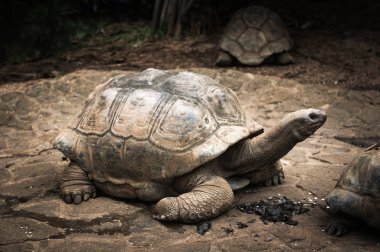 Dev Seyşeller kaplumbağam. La Vanille Doğa Parkı. Mauritius.