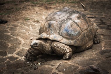 Dev Seyşeller kaplumbağam. La Vanille Doğa Parkı. Mauritius.