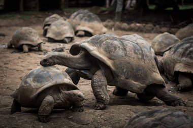 Dev Seyşeller kaplumbağam. La Vanille Doğa Parkı. Mauritius.