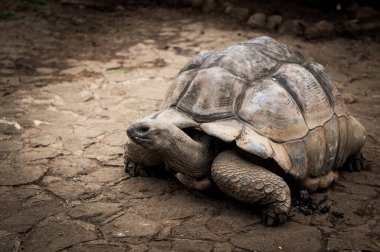 Dev Seyşeller kaplumbağam. La Vanille Doğa Parkı. Mauritius.