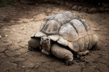 Dev Seyşeller kaplumbağam. La Vanille Doğa Parkı. Mauritius.