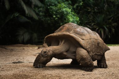 Dev Seyşeller kaplumbağam. La Vanille Doğa Parkı. Mauritius.