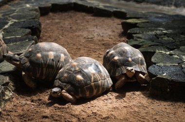 Astrochelys radiata (yayılan Tortoise). La Vanille Doğa Parkı. Mauritius.