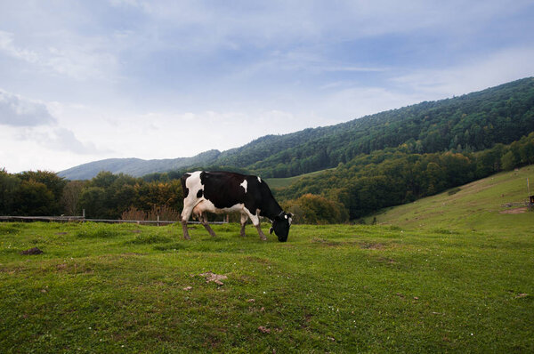 cow on a meadow in the mountainous area of the Carpathians