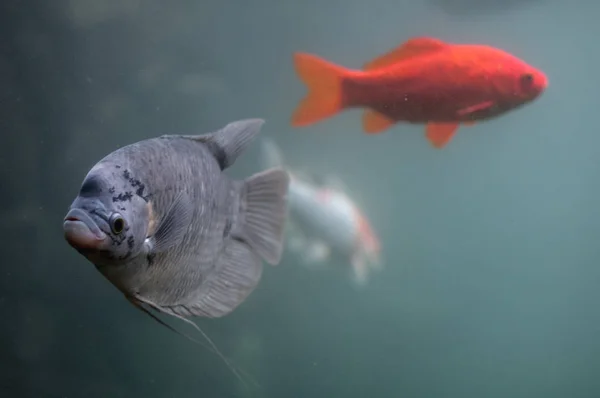 funny fish with big lips. Mauritius, La Vanille, Nature Park