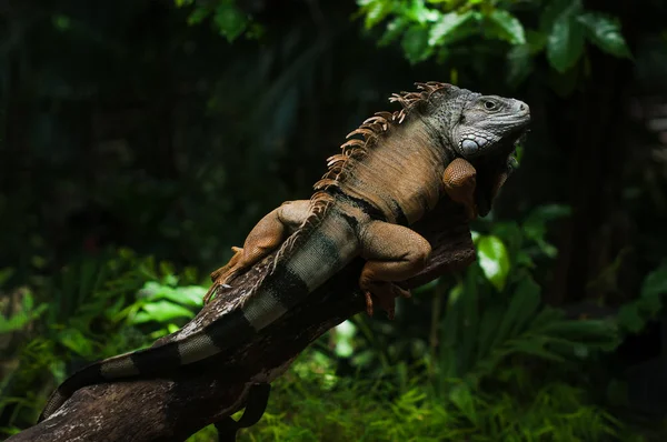 O lagarto iguana Maurício — Fotografia de Stock