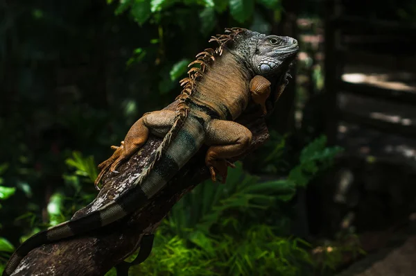 O lagarto iguana Maurício — Fotografia de Stock