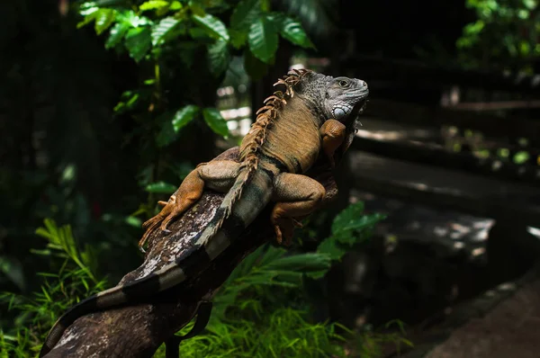 O lagarto iguana Maurício — Fotografia de Stock