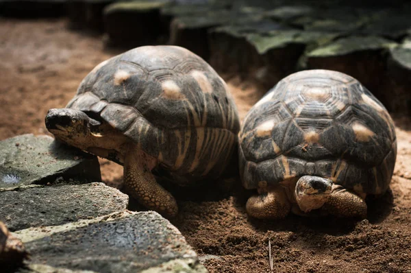 Ακτινωτά ακτίνες (ακτινοβολούμενη χελώνα). Το φυσικό πάρκο la Vanille. Μαυρίκιος. — Φωτογραφία Αρχείου