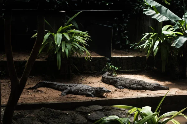 Crocodile Park em Maurício. Parque Natural de La Vanille — Fotografia de Stock