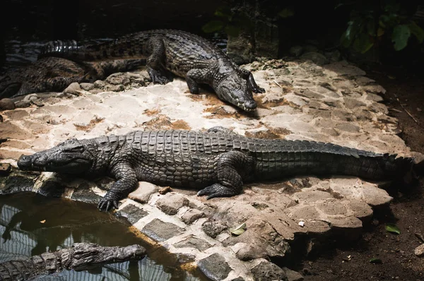 Crocodile Park em Maurício. Parque Natural de La Vanille — Fotografia de Stock