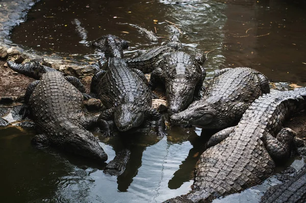 Crocodile Park em Maurício. Parque Natural de La Vanille — Fotografia de Stock