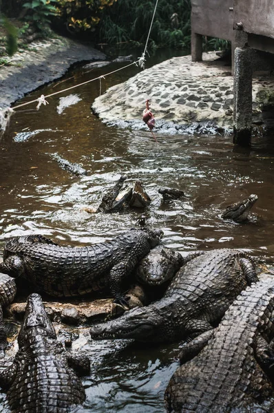 Crocodile Park em Maurício. Parque Natural de La Vanille — Fotografia de Stock