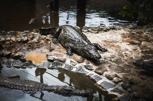 Crocodile Park em Maurício. Parque Natural de La Vanille — Fotografia de Stock