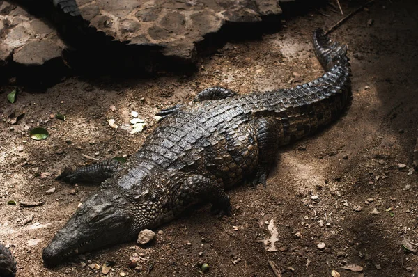 Krokodýlí park na Mauriciu. Přírodní park La Vanille — Stock fotografie
