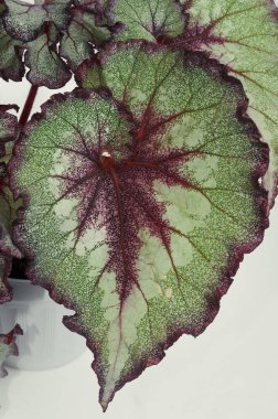 leaf of a begonia rex on a white background clipart