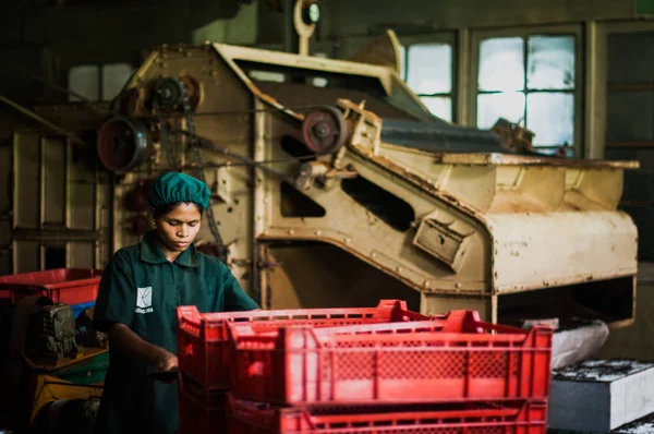 Çay fabrikası, geragama arazisi. Sri Lanka, Kandy — Stok fotoğraf