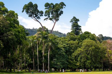 Kraliyet Botanik Bahçeleri. Kandy, Sri Lanka
