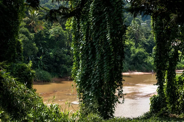 De Royal Botanic Gardens. Kandy, Sri Lanka — Stockfoto