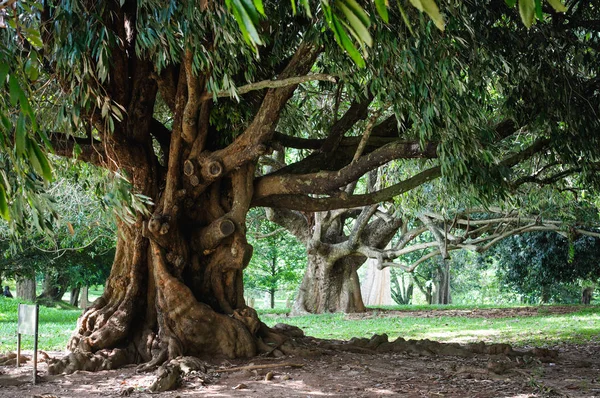 Royal Botanic Gardens. Kandy, Sri Lanka — Stockfoto