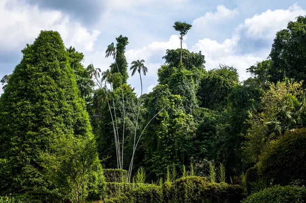 De Royal Botanic Gardens. Anoniem, Sri Lanka — Stockfoto