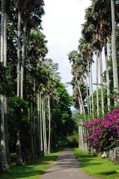 Les jardins botaniques royaux. Kandy, Sri Lanka — Photo