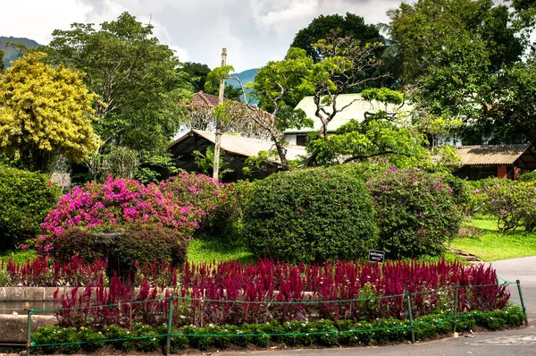 El Real Jardín Botánico. Kandy, Sri Lanka — Foto de Stock