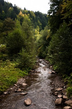 Karpat Dağları'ndaki güzel doğal ormanlar, Ukrayna