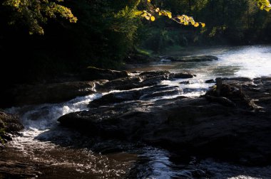 Karpat Dağları'ndaki güzel doğal ormanlar, Ukrayna