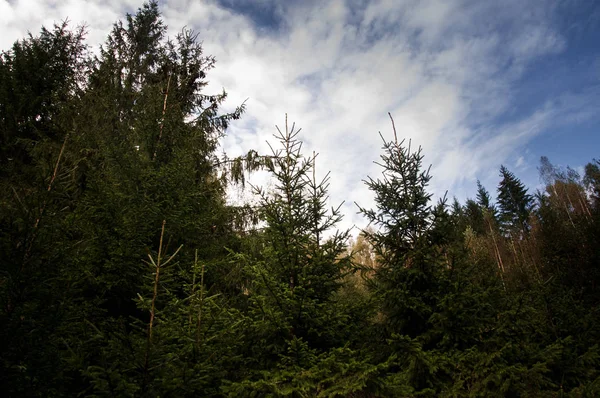 The beautiful scenic forests in Carpathian Mountains, Ukraine — Stock Photo, Image