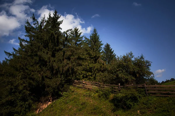 The beautiful picturesque woods in the Carpathians, Ukraine — Stock Photo, Image
