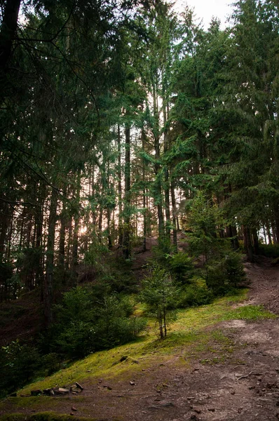 The beautiful picturesque woods in the Carpathians, Ukraine — Stock Photo, Image