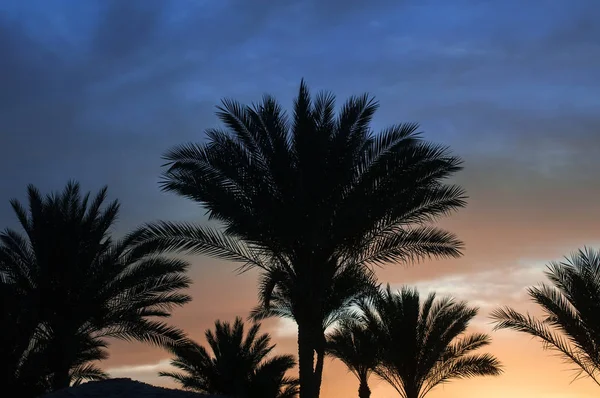 Siluetas de palmeras sobre el fondo del cielo naranja al atardecer — Foto de Stock