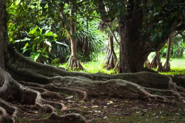 Dev ağaç kökleri ficus cordifolia, moraceae aile