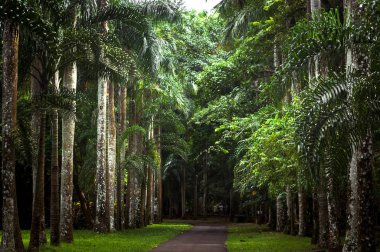 pamplemousses botanik bahçesi, Mauritius içinde palmiye sokak