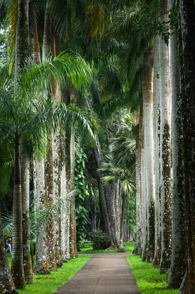 Palm Alley in de botanische tuin van Sir Seewoosagur Ramgoolam, Mauritius — Stockfoto