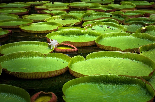 Pamplemousses jardim botânico, lagoa com Victoria Amazonica gigantes lírios de água — Fotografia de Stock