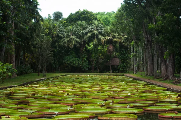Botanische tuin Pamplemousses, vijver met Victoria amazonica reuzen water lelies — Stockfoto
