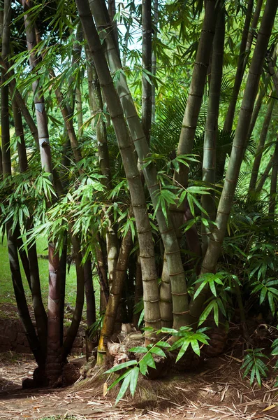 Reuze bamboe in botanische tuin Pamplemousses, Mauritius — Stockfoto