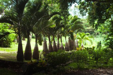Şişe Palmiye Ağacı Sir Seewoosagur Ramgoolam Botanik Bahçesi, Mauritius içinde
