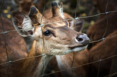 Pamplemousses Botanik Bahçesi'ndeki Geyik, Port Louis, Mauritius
