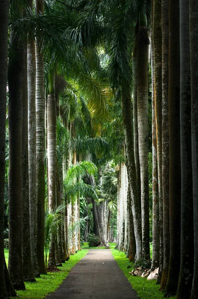 Callejón de la palma en Sir Seewoosagur Ramgoolam Botanical Garden, Mauricio — Foto de Stock