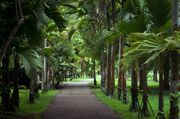 Пальмовая аллея в ботаническом саду сэра Сивусагура Рамгулама, Маврикий — стоковое фото