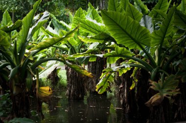 Muz palmiye ağacı Sir Seewoosagur Ramgoolam Botanik Bahçesi, Mauritius içinde