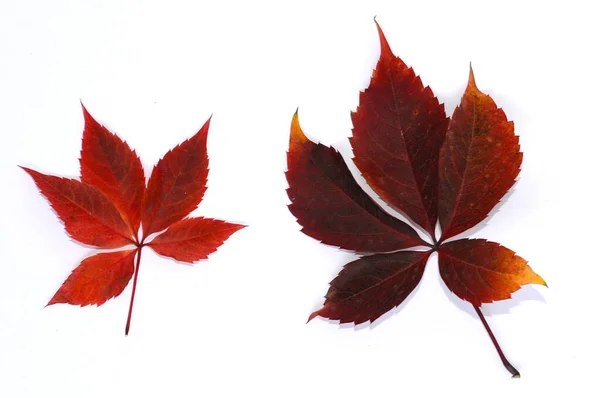Rode Herfstbladeren Van Wilde Druivenclose Geïsoleerd Witte Achtergrond Model Voor — Stockfoto