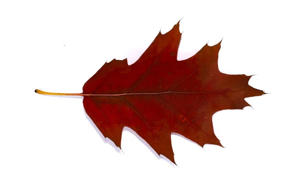 Brown Red Autumn Oak Leaf Close Isolated White Background Template — Stock Photo, Image