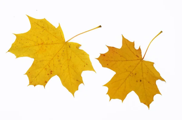 Gele Herfst Esdoorn Bladeren Close Geïsoleerd Witte Achtergrond Model Voor — Stockfoto